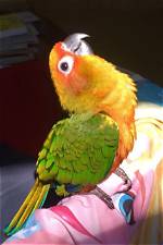 Barley the Parrot: a Colorful Companion