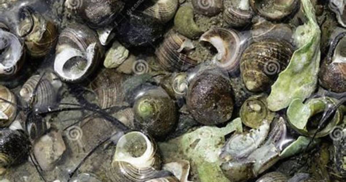 Exploring the Fascinating World of Snail Shells
