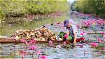 Exploring Tram Chim: a Hidden Gem of Vietnam's Wetlands