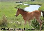 Filly Horse Meaning: Understanding the Role and Significance of Filly Horses in the Equestrian World