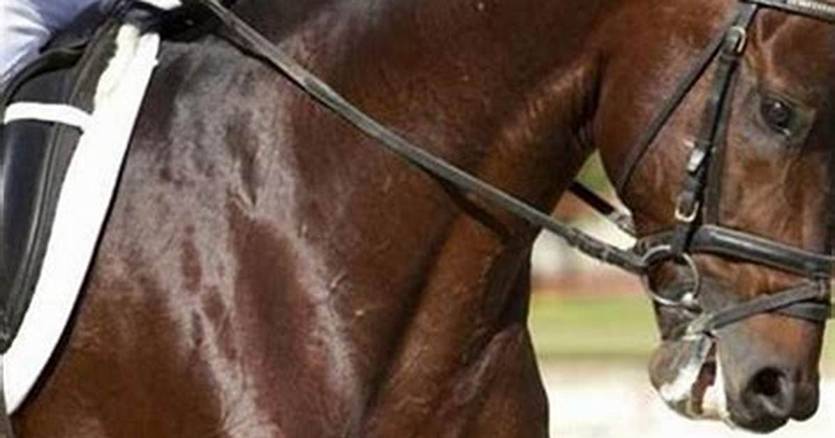Is Dressage Training Cruel