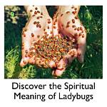 Ladybugs and Legislation: the Unique Connection of Lindsey Graham's Ladybugs