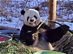 Panda's Playful Struggle: the Grimace of Breaking Bamboo