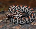 Pygmy Rattlesnake: the Fascinating World of a Small but Deadly Serpent