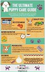 The Ultimate Guide to Dog Care: Everything You Need to Know