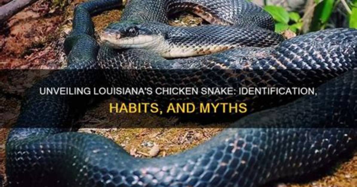 Understanding the Chicken Snake: an in-Depth Look at This Unique Species