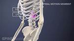 Understanding the T12 Medical Abbreviation: Significance and Implications