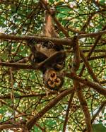 Unveiling the Secrets of the "Ugliest Monkey": Discoveries and Insights